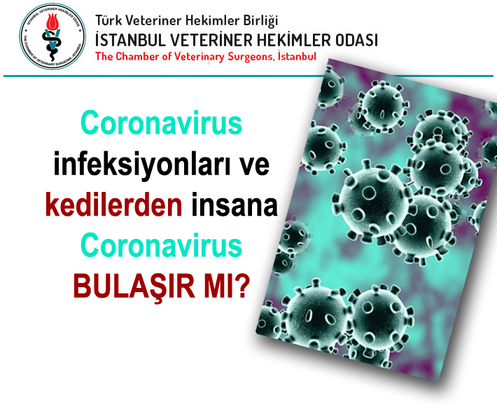 Coronavirus infeksiyonları ve kedilerden insana Coronavirus bulaşır mı ?